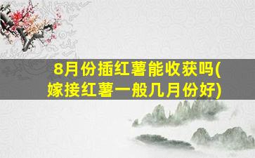 8月份插红薯能收获吗(嫁接红薯一般几月份好)