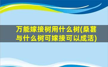 万能嫁接树用什么树(桑葚与什么树可嫁接可以成活)