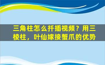 三角柱怎么扦插视频？用三棱柱，叶仙嫁接蟹爪的优势