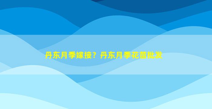 丹东月季嫁接？丹东月季花苗批发