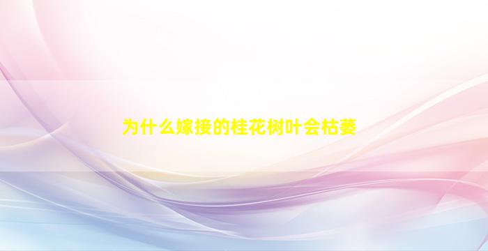 为什么嫁接的桂花树叶会枯萎