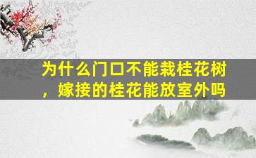 为什么门口不能栽桂花树，嫁接的桂花能放室外吗