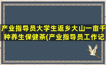 产业指导员大学生返乡大山一亩千种养生保健茶(产业指导员工作记录)