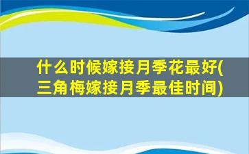 什么时候嫁接月季花最好(三角梅嫁接月季最佳时间)