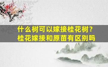 什么树可以嫁接桂花树？桂花嫁接和原苗有区别吗