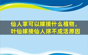 仙人掌可以嫁接什么植物，叶仙嫁接仙人球不成活原因