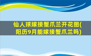 仙人球嫁接蟹爪兰开花图(阳历9月能嫁接蟹爪兰吗)