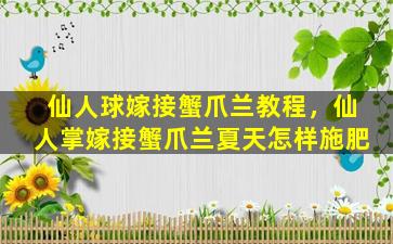 仙人球嫁接蟹爪兰教程，仙人掌嫁接蟹爪兰夏天怎样施肥