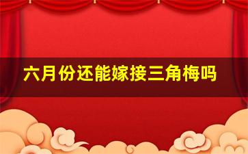 六月份还能嫁接三角梅吗