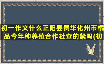 初一作文什么正阳县贵华化州市橘品今年种养殖合作社查的紧吗(初一作文800字优秀作文大全)