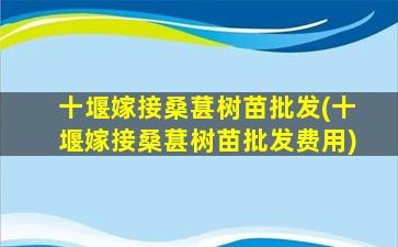 十堰嫁接桑葚树苗批发(十堰嫁接桑葚树苗批发费用)