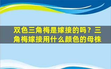 双色三角梅是嫁接的吗？三角梅嫁接用什么颜色的母株