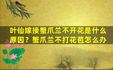 叶仙嫁接蟹爪兰不开花是什么原因？蟹爪兰不打花苞怎么办