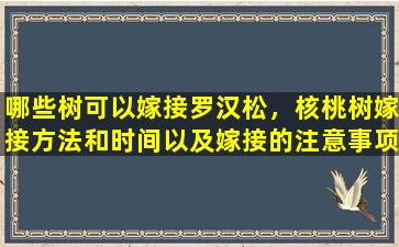 哪些树可以嫁接罗汉松，核桃树嫁接方法和时间以及嫁接的注意事项