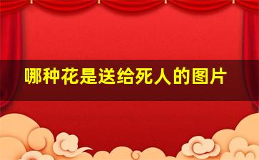 哪种花是送给死人的图片