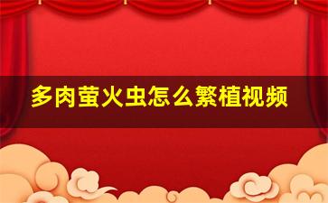 多肉萤火虫怎么繁植视频