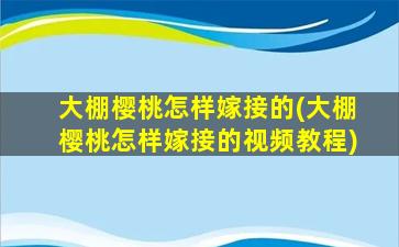 大棚樱桃怎样嫁接的(大棚樱桃怎样嫁接的视频教程)