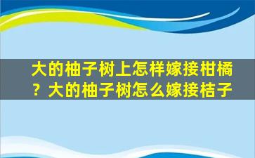 大的柚子树上怎样嫁接柑橘？大的柚子树怎么嫁接桔子