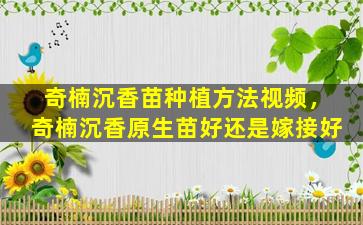 奇楠沉香苗种植方法视频，奇楠沉香原生苗好还是嫁接好