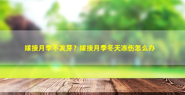 嫁接月季不发芽？嫁接月季冬天冻伤怎么办