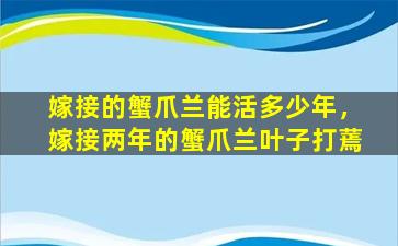 嫁接的蟹爪兰能活多少年，嫁接两年的蟹爪兰叶子打蔫