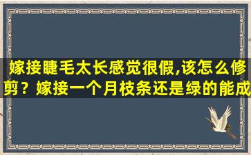 嫁接睫毛太长感觉很假,该怎么修剪？嫁接一个月枝条还是绿的能成活吗