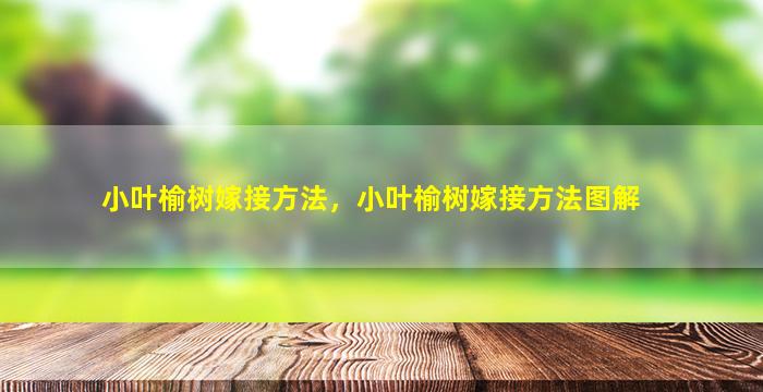 小叶榆树嫁接方法，小叶榆树嫁接方法图解