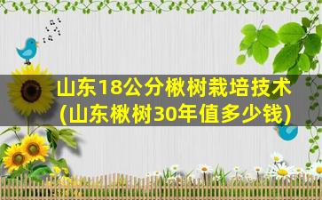 山东18公分楸树栽培技术(山东楸树30年值多少钱)