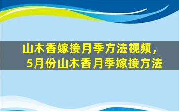 山木香嫁接月季方法视频，5月份山木香月季嫁接方法