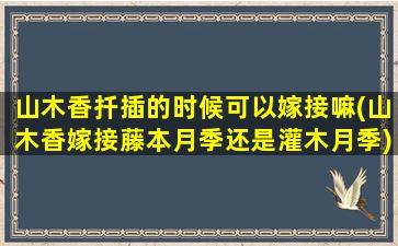 山木香扦插的时候可以嫁接嘛(山木香嫁接藤本月季还是灌木月季)