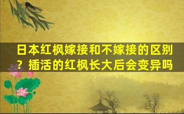 日本红枫嫁接和不嫁接的区别？插活的红枫长大后会变异吗