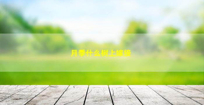 月季什么树上嫁接