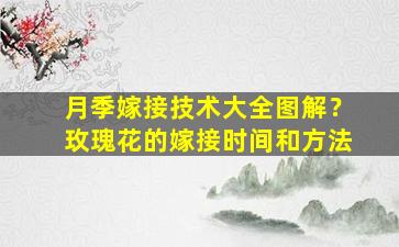 月季嫁接技术大全图解？玫瑰花的嫁接时间和方法