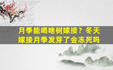 月季能喝啥树嫁接？冬天嫁接月季发芽了会冻死吗