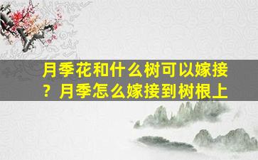 月季花和什么树可以嫁接？月季怎么嫁接到树根上