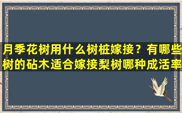 月季花树用什么树桩嫁接？有哪些树的砧木适合嫁接梨树哪种成活率高