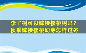 李子树可以嫁接樱桃树吗？秋季嫁接樱桃幼芽怎样过冬