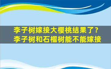 李子树嫁接大樱桃结果了？李子树和石榴树能不能嫁接