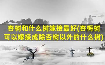 杏树和什么树嫁接最好(杏梅树可以嫁接成除杏树以外的什么树)