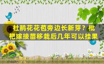 杜鹃花花苞旁边长新芽？枇杷嫁接苗移栽后几年可以挂果