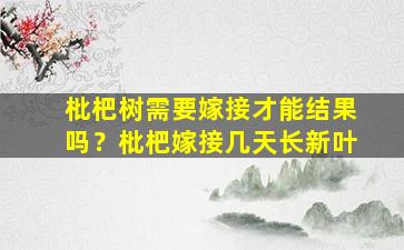 枇杷树需要嫁接才能结果吗？枇杷嫁接几天长新叶