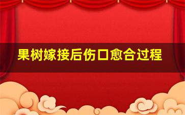 果树嫁接后伤口愈合过程