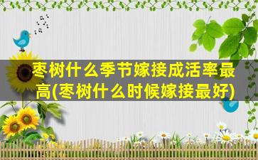 枣树什么季节嫁接成活率最高(枣树什么时候嫁接最好)