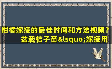 柑橘嫁接的最佳时间和方法视频？盆栽桔子苗‘嫁接用两年枝条能成活吗