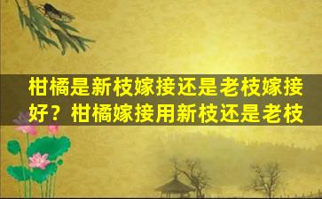 柑橘是新枝嫁接还是老枝嫁接好？柑橘嫁接用新枝还是老枝