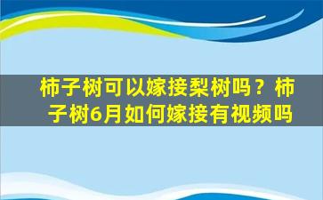 柿子树可以嫁接梨树吗？柿子树6月如何嫁接有视频吗