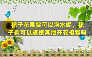 栀子花果实可以泡水喝，栀子树可以嫁接其他开花植物吗