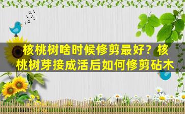 核桃树啥时候修剪最好？核桃树芽接成活后如何修剪砧木