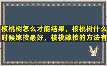 核桃树怎么才能结果，核桃树什么时候嫁接最好，核桃嫁接的方法有哪些