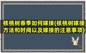 核桃树春季如何嫁接(核桃树嫁接方法和时间以及嫁接的注意事项)